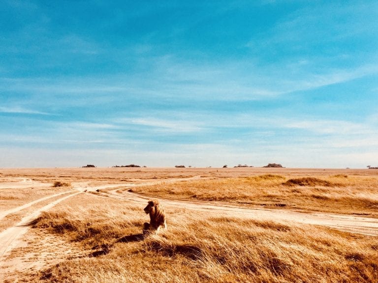 serengeti lion