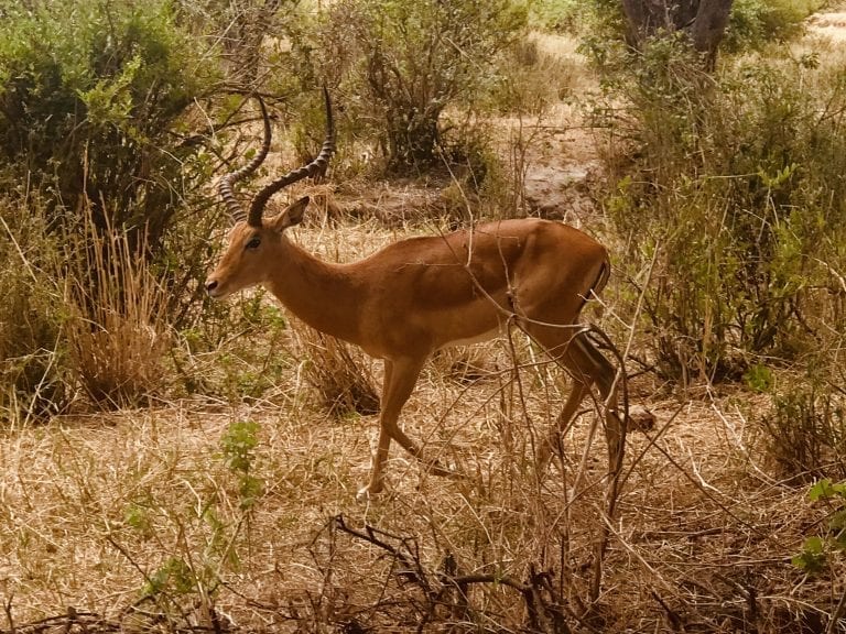 Tarangire Gazelles