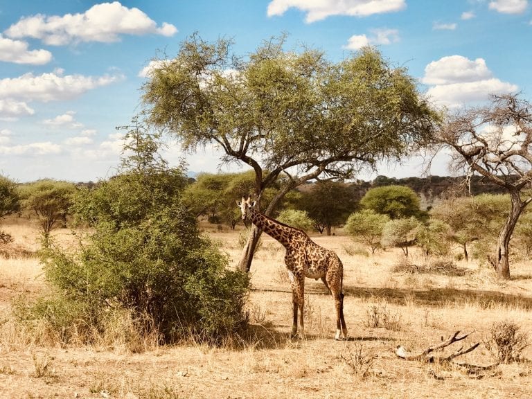 Tarangire giraf