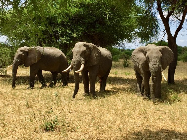 Tarangire elephant