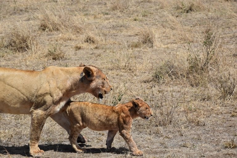 lion family