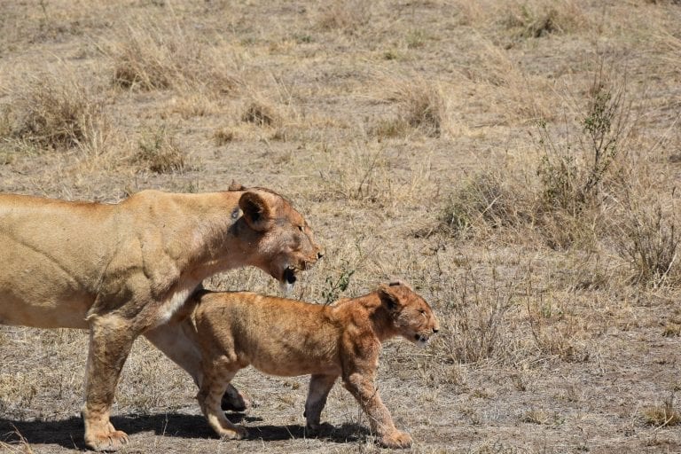 lion family