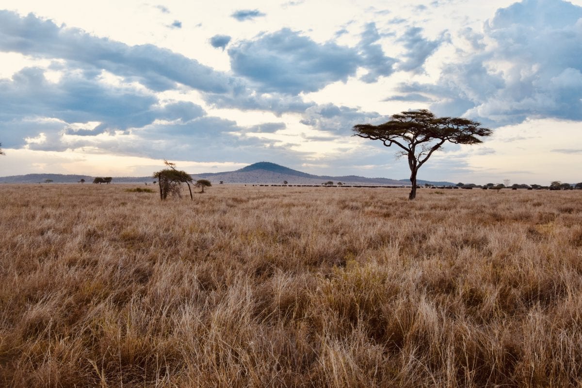 Serengeti Landscape