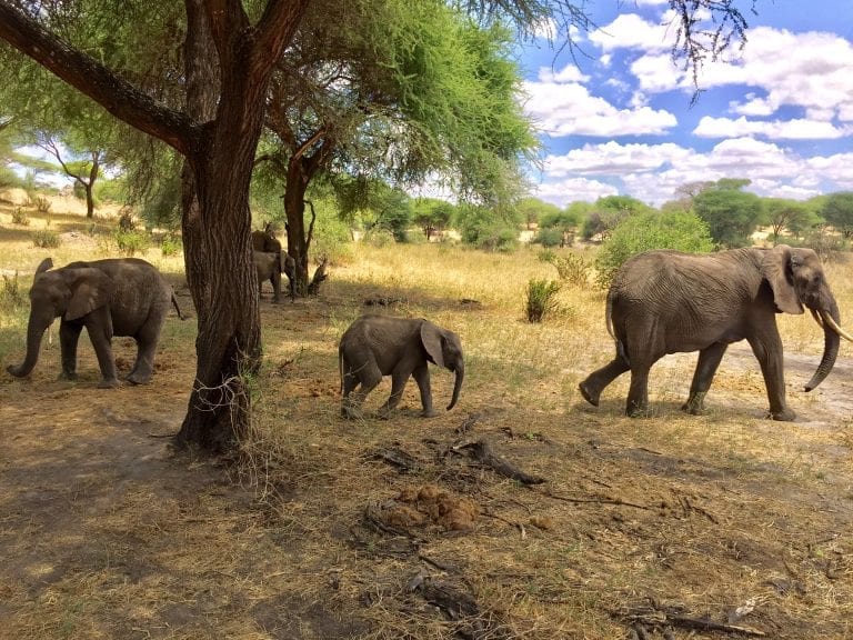 Tarangire elephant family