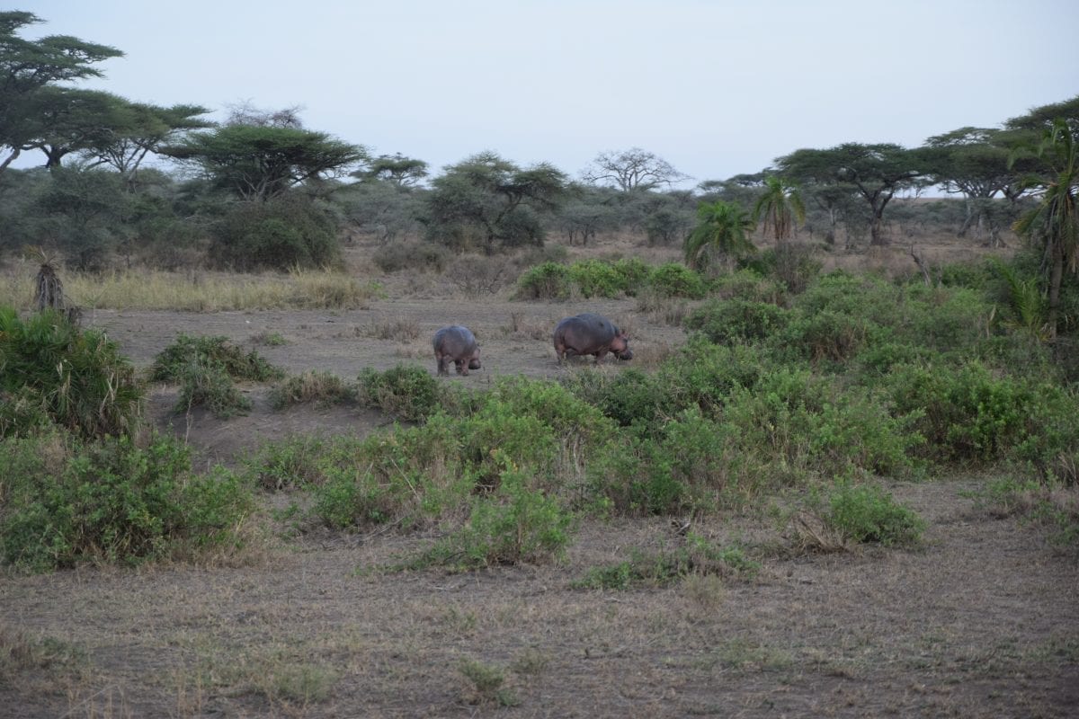 hippo family